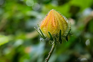 selective focus photography of yellow flower, hibiscus