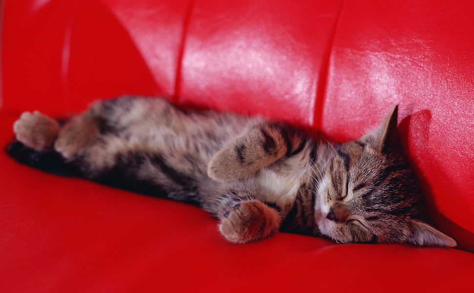 silver tabby cat laying on red leather surface HD wallpaper
