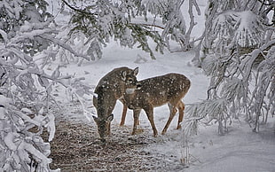 two brown deers HD wallpaper
