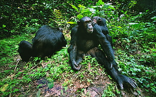 three black primates HD wallpaper