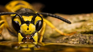 close up photo of Yellow Jacket Wasp HD wallpaper