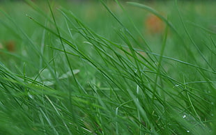 Grass,  Stem,  Thin,  Wind