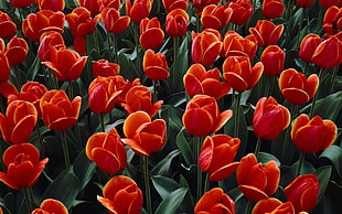 red Tulips flower field close-up photo during daytime