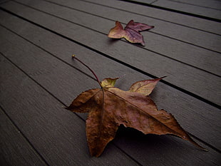 brown maple leaf fell on grey wooden pallet HD wallpaper