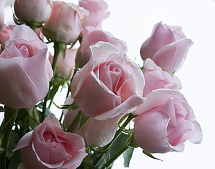 pink Roses flowers HD wallpaper