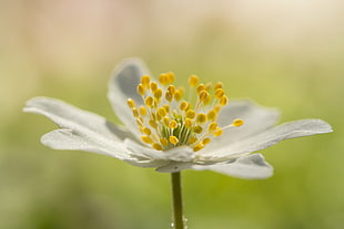 selective focus micro photography of white petaled flower