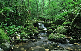 stream of water near forest at daytime