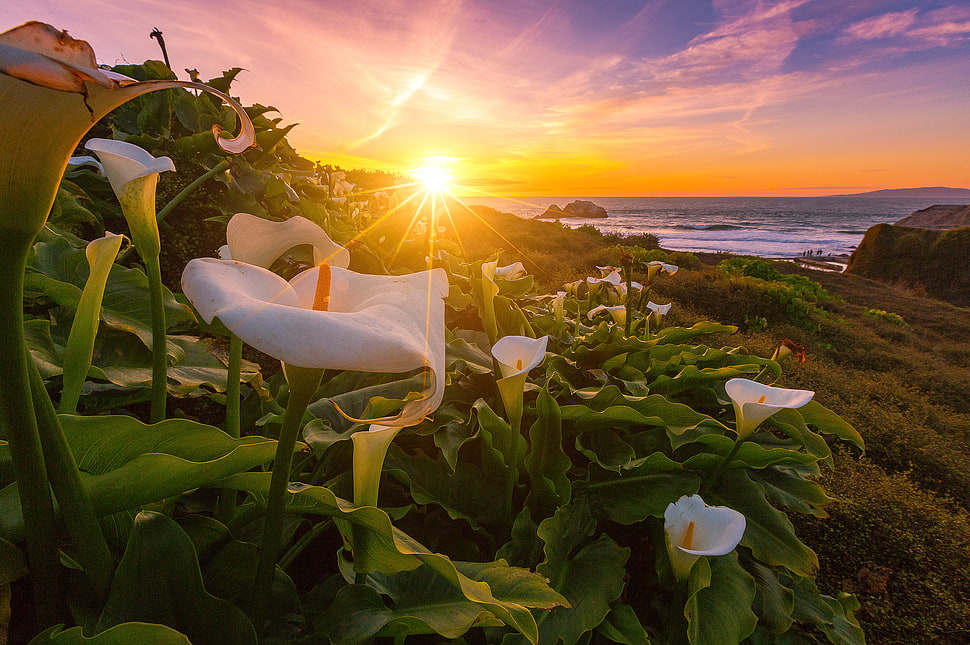 White calla lily flowers in bloom at daytime, lilies HD wallpaper ...