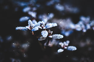 white petaled flowers, nature, flowers