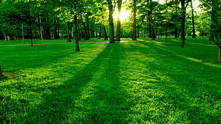 green grass field with tree during sun rise HD wallpaper