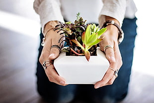 green succulent plant, Succulents, Hands, Houseplant