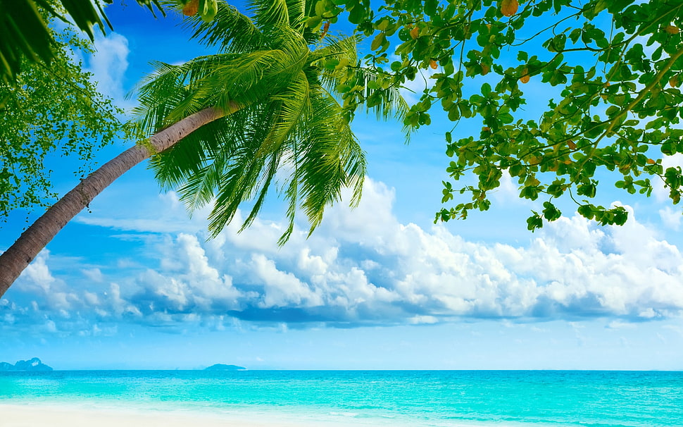 coconut palm tree near beach during daytime HD wallpaper
