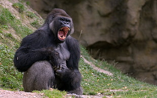Gorilla yawning HD wallpaper