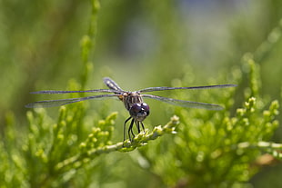 shallow focus photo of a dragonfly on a grass during day time HD wallpaper