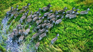 group of zebra, nature, landscape, animals, zebras HD wallpaper