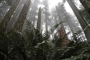 green leafed plant, mist, depth of field, pine trees, forest