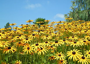 Sunflower field HD wallpaper