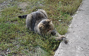 brown cat catching black mouse on grass HD wallpaper