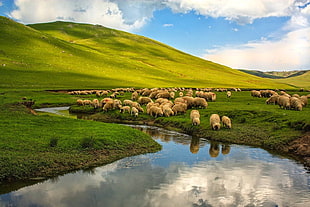 herd of sheeps, nature, landscape, Turkey, Ordu HD wallpaper