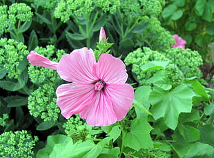 pink hibiscus flower with leaves