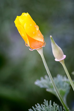 dew on yellow petaled flower HD wallpaper