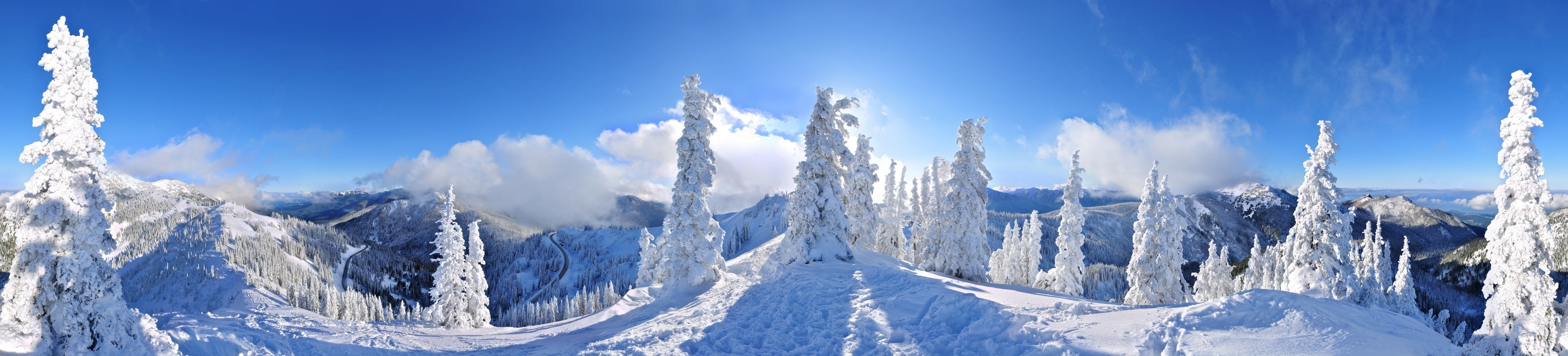 pine trees covered with snow, panoramas, winter, forest, snow