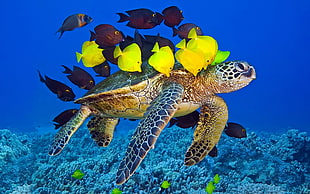 gray turtle, animals, wildlife, nature, sea