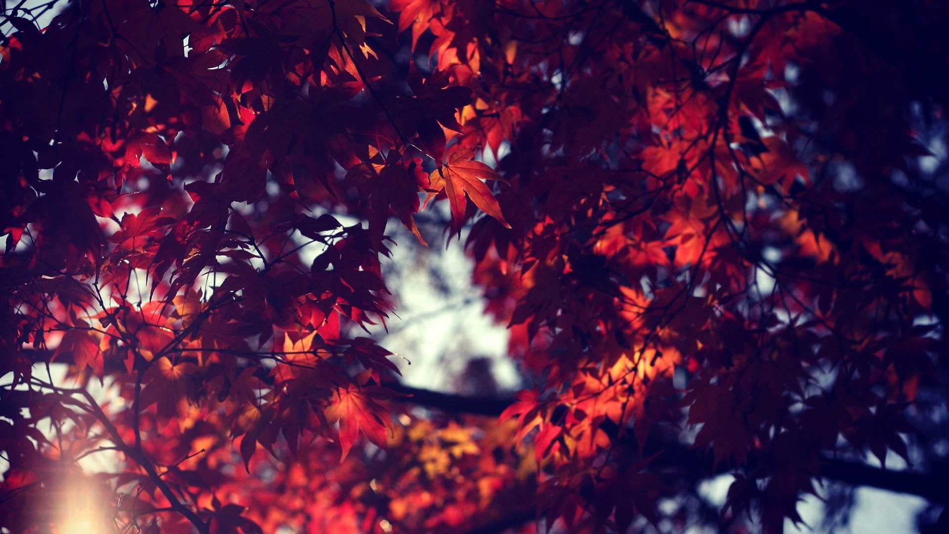 Low angle photo of red maple tree HD wallpaper | Wallpaper Flare