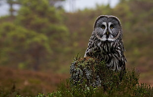 tilt lens photography of gray and white owl sitting on green tree