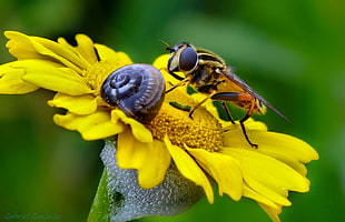 bee on sunflower in auto focus photography HD wallpaper