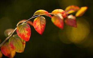 yellow and red leafy stem macro photography