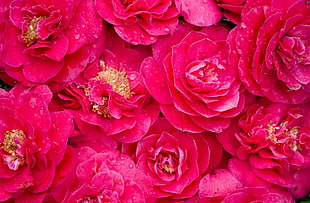 pink flowers HD wallpaper