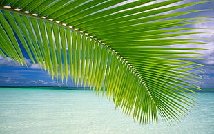 green coconut palm tree leaf near sea at daytime HD wallpaper