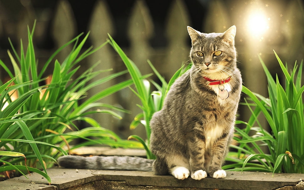 silver Tabby cat sitting beside grasse HD wallpaper