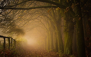 pathway beside trees and fence