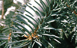 pine leaf with snows closeup photo HD wallpaper