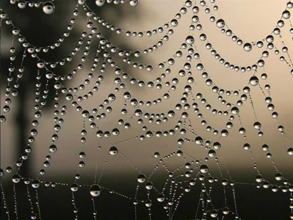 clear spider-web with droplets close-up photography, nature, water, spiderwebs