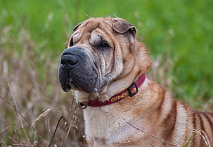 short-coated brown dog, Shar pei, Dog, Muzzle HD wallpaper