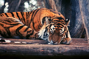 orange and black tiger HD wallpaper