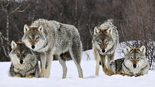 four gray wolfs, animals, wolf, snow HD wallpaper