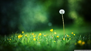 dandelion flower, dandelion, plants