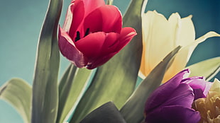 red, purple, and yellow petaled flowers in closeup photography