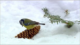 green bird on brown pinecone, animals, birds, snow, titmouse HD wallpaper