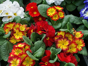 Microshot red and yellow flowers HD wallpaper