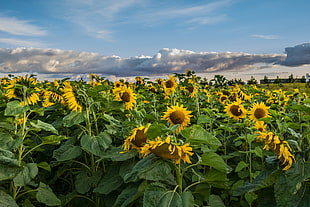 bed of Sunflower under heavy clouds photo, sunflowers HD wallpaper