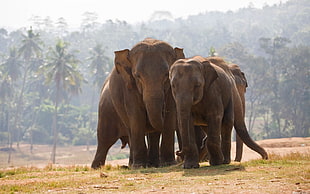 three gray elephants, nature, elephant, animals HD wallpaper