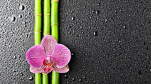 pink orchid flower, flowers, water drops, bamboo, orchids HD wallpaper