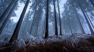 low angle view of trees in mist