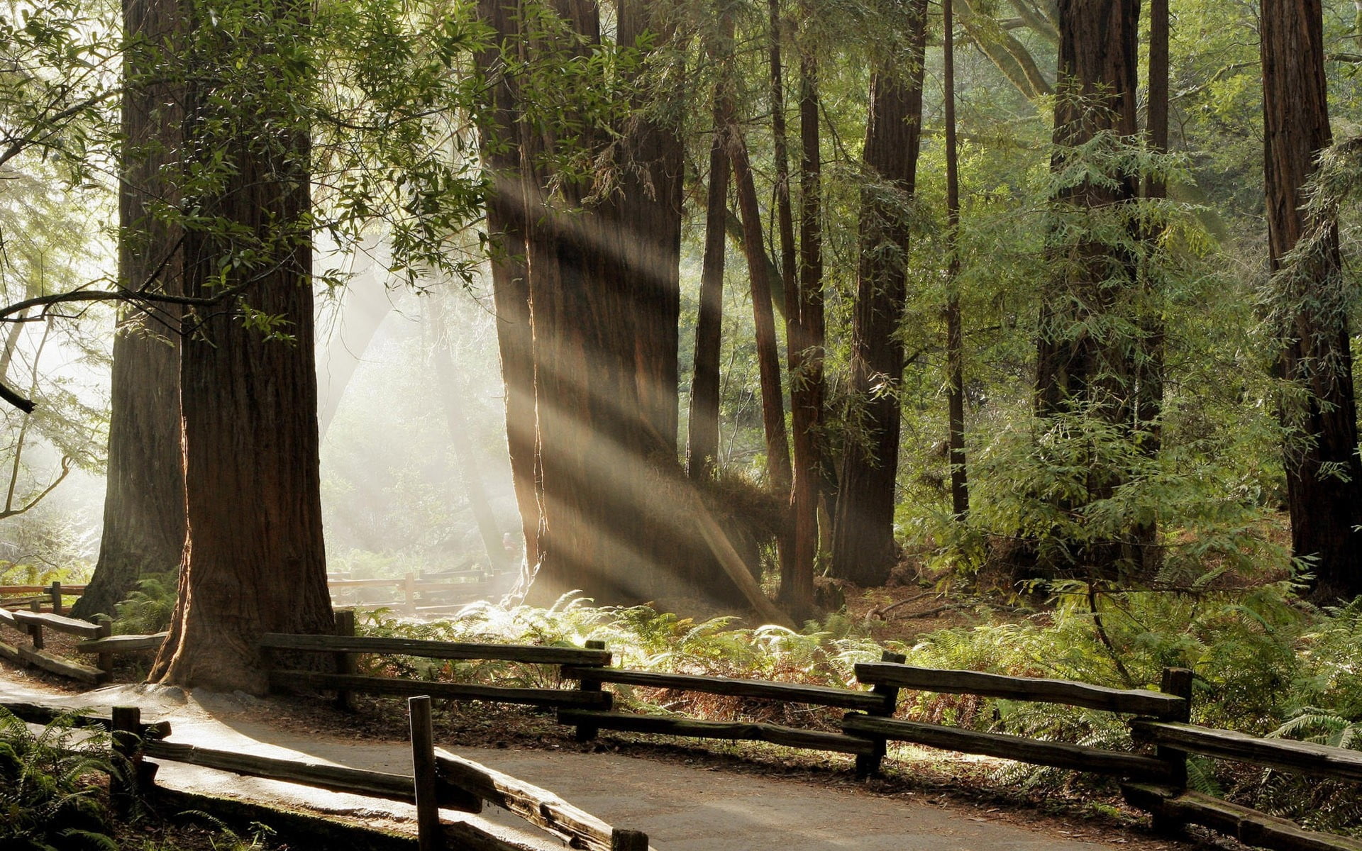 green forest trees, trees, forest, sunlight, nature