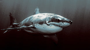 great white shark, animals, shark, Great White Shark